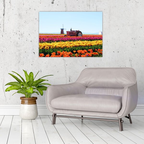 Tablou cu farma de lalele (70x50 cm)