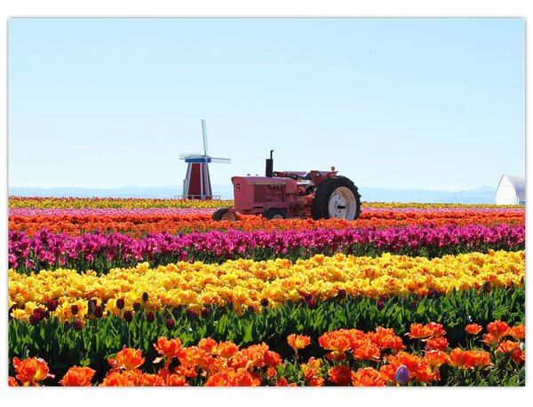 Tablou cu farma de lalele (70x50 cm)