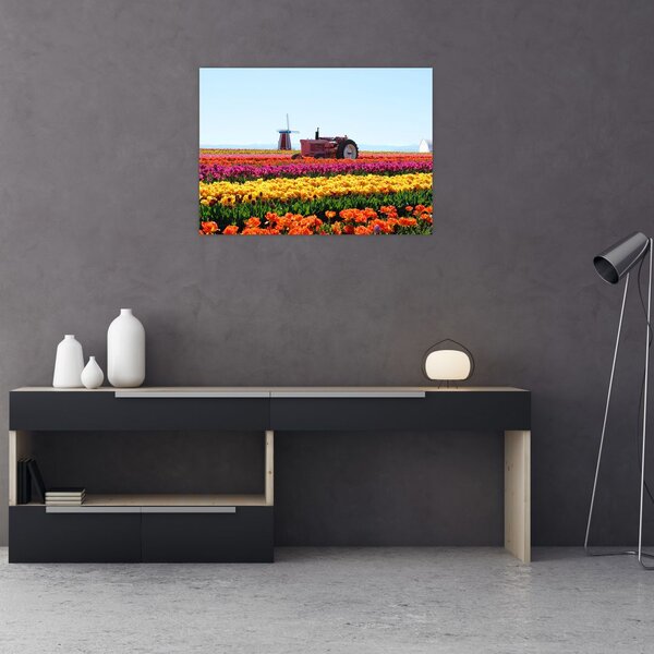 Tablou cu farma de lalele (70x50 cm)