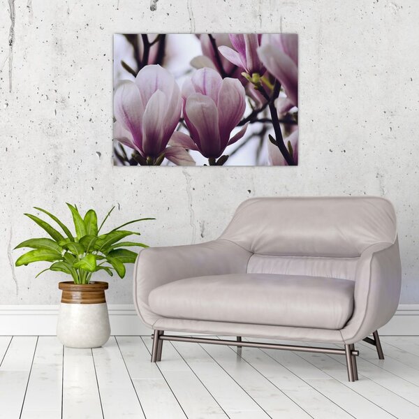 Tablou - Magnolie (70x50 cm)