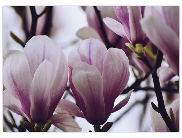 Tablou - Magnolie (70x50 cm)