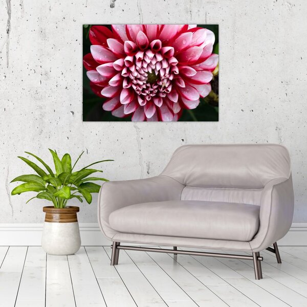 Tablou cu dalie roz (70x50 cm)