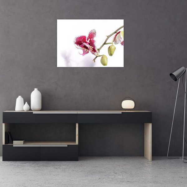 Tablou cu floarea de orhidee (70x50 cm)