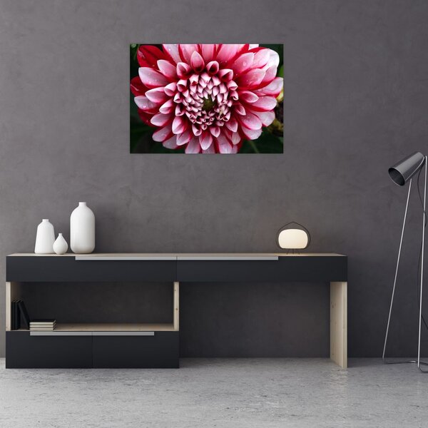Tablou cu dalie roz (70x50 cm)
