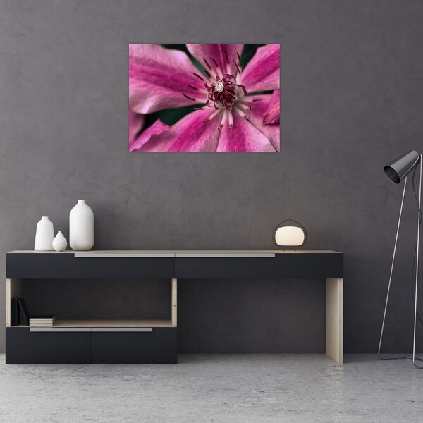 Tablou cu floarea roz de clematis (70x50 cm)