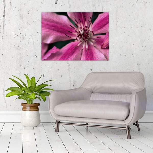 Tablou cu floarea roz de clematis (70x50 cm)
