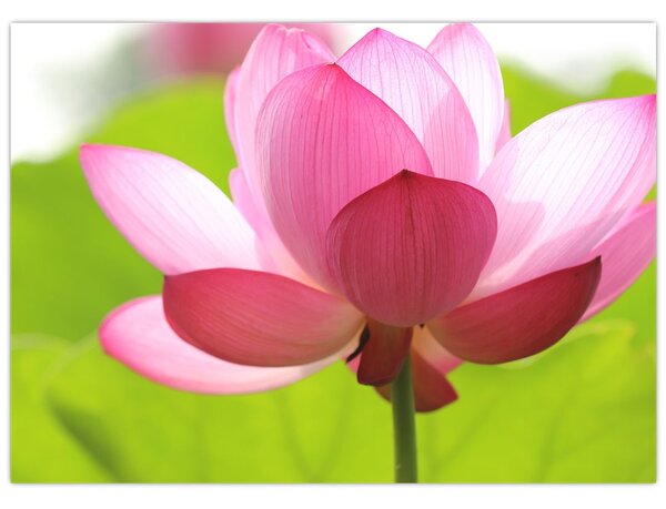 Tablou cu flori de lotus (70x50 cm)
