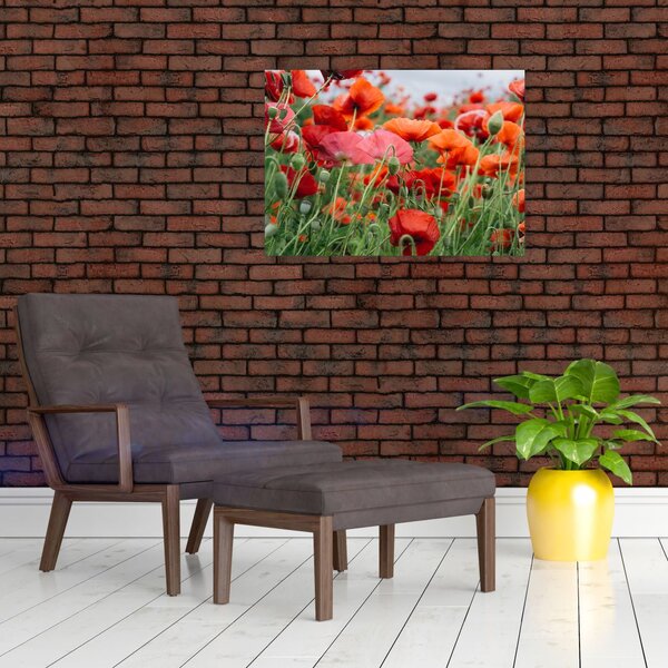 Tablou din câmp cu maci (70x50 cm)