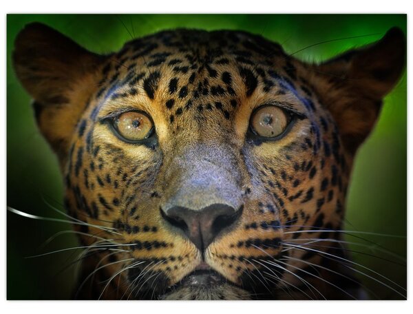 Tablou pe sticlă - Portretul leoparduslui, Sri Lanka (70x50 cm)