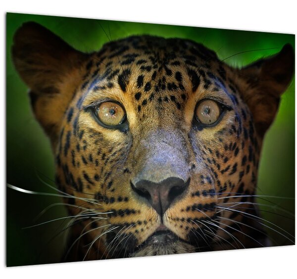 Tablou pe sticlă - Portretul leoparduslui, Sri Lanka (70x50 cm)