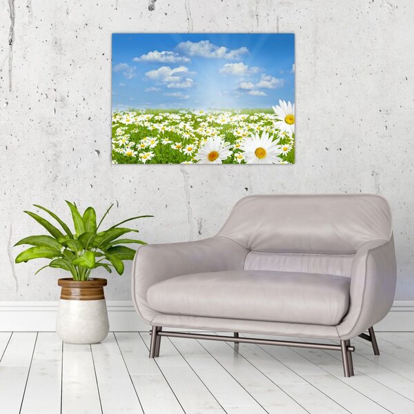 Tablou cu luncă înflorită cu margarete (70x50 cm)