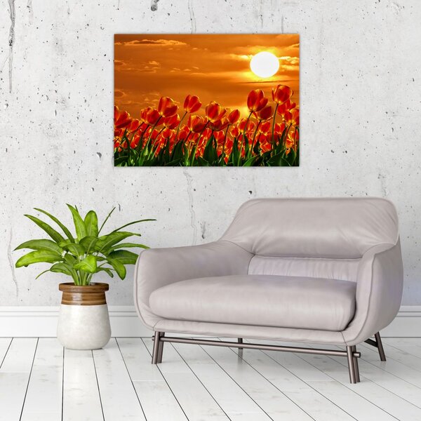 Tablou - lan înflorit de lalele (70x50 cm)