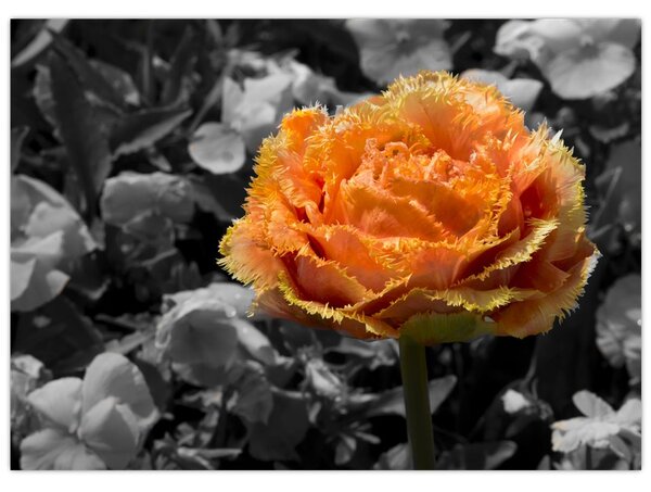 Tablou cu floare (70x50 cm)