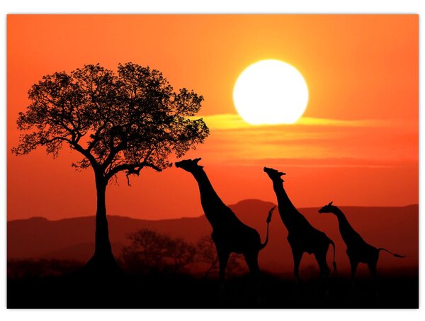 Tablou cu girafe în apus de soare (70x50 cm)