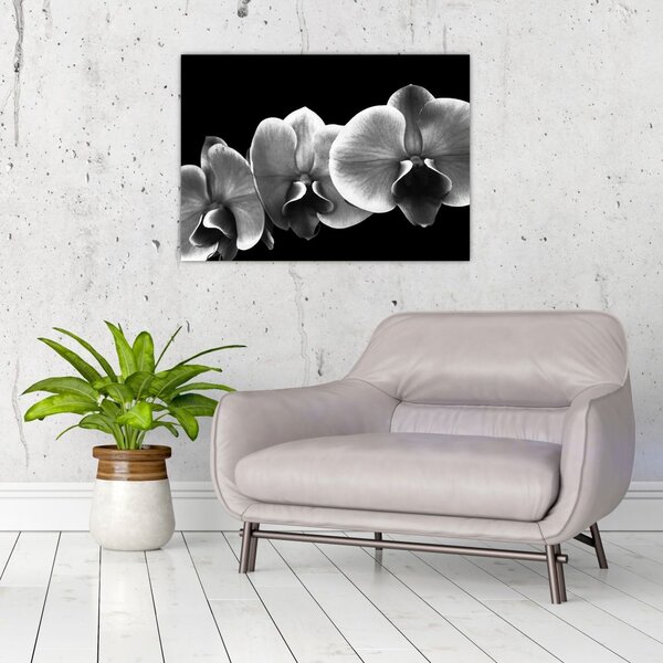 Tablou floare de orhidee (70x50 cm)