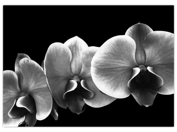 Tablou floare de orhidee (70x50 cm)