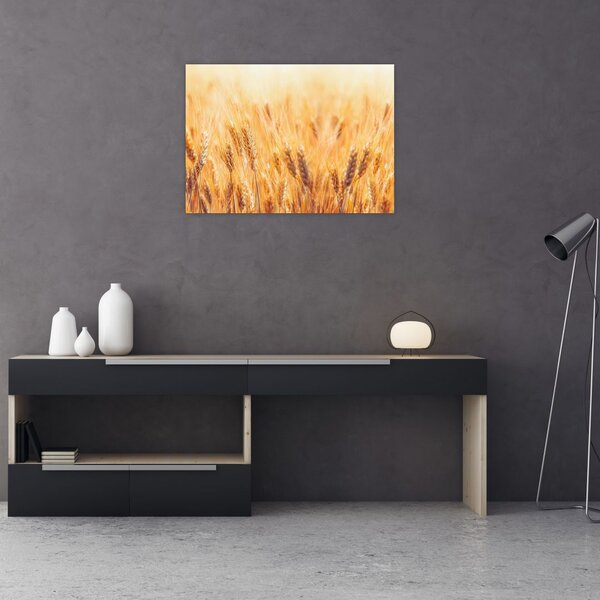 Tablou - câmp cu grâne (70x50 cm)