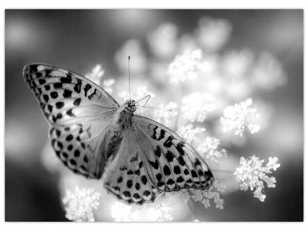 Tablou - Detailu cu fluture care polenizează floare (70x50 cm)