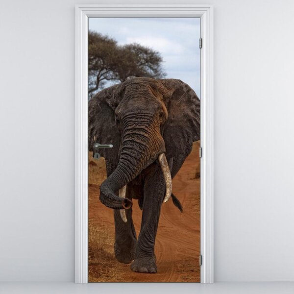 Fototapeta pentru ușă - elefant (95x205cm)