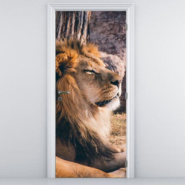 Fototapet pentru ușă - Leul culcat (95x205cm)