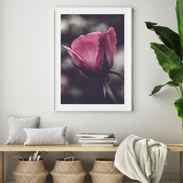 Poster - Floarea de trandafir (A4)