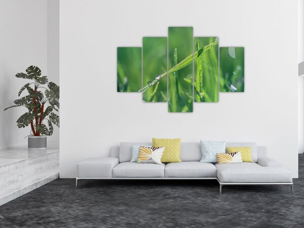 Tablou cu picături de rouă (150x105 cm)