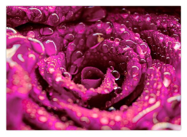 Tabloul cu floarea trandafirului roz (70x50 cm)