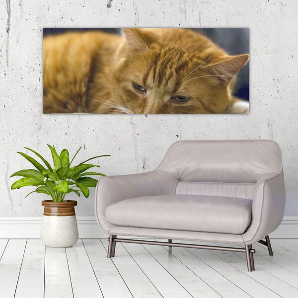 Tablou cu pisica (120x50 cm)
