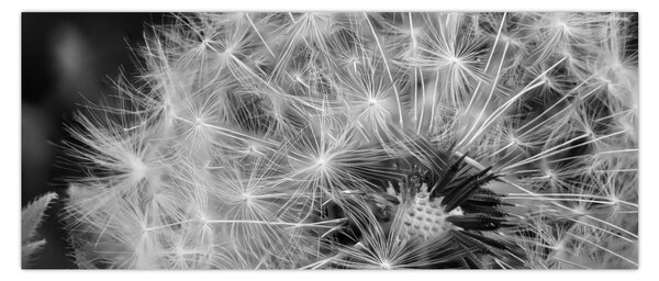 Tablou - mulțime de păpădii (120x50 cm)