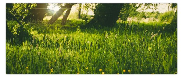 Tablou cu natura - lunca (120x50 cm)