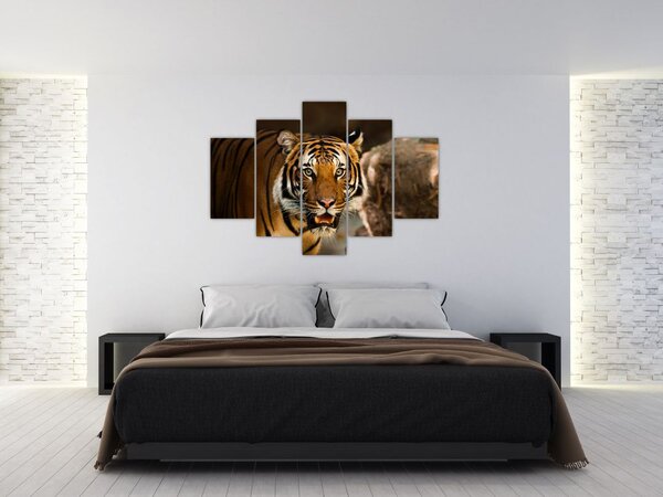 Tablou cu tigrul (150x105 cm)