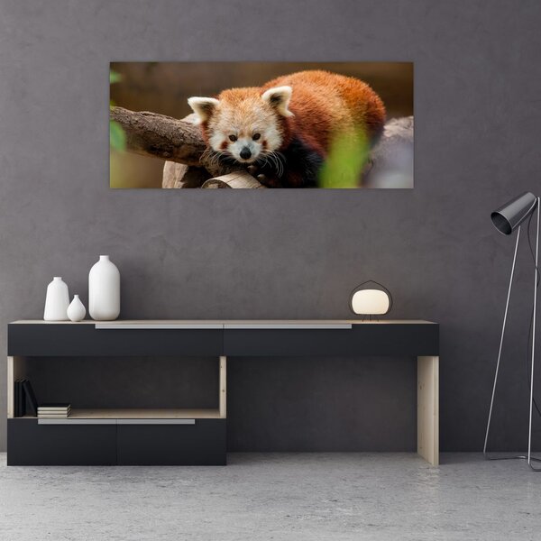 Tablou cu panda roșie (120x50 cm)