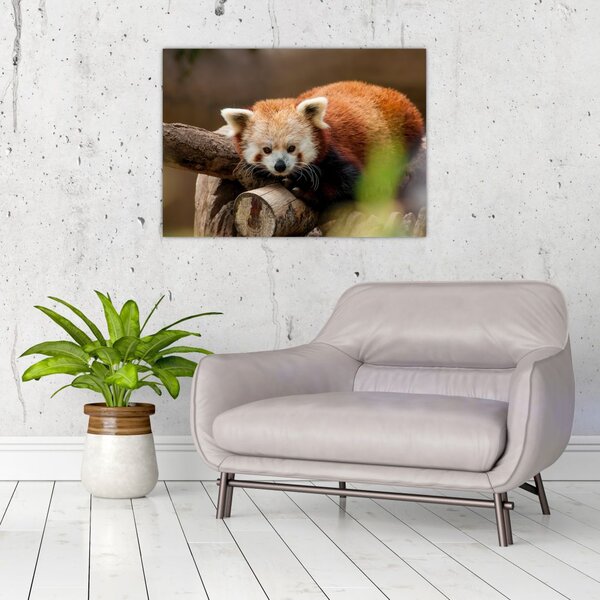 Tablou cu panda roșie (70x50 cm)