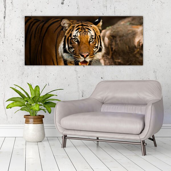 Tablou cu tigrul (120x50 cm)