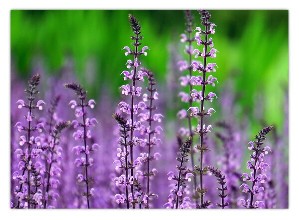 Tablou cu flori de luncă violete (70x50 cm)