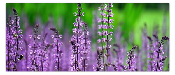 Tablou cu flori de luncă violete (120x50 cm)