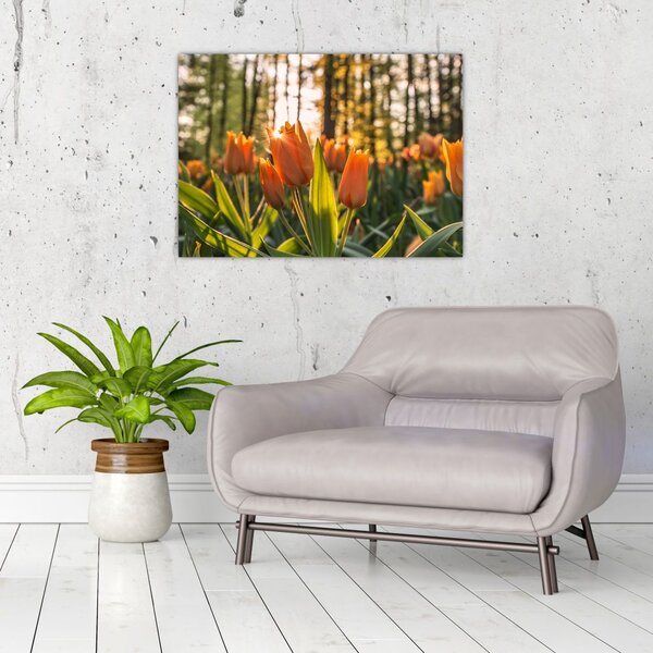 Tablou - florile lalelelor (70x50 cm)