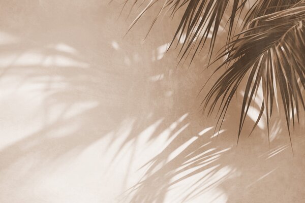 Tapet Frunze de palmier cu textură și umbre, o atmosferă tropicală, minimalism, Fototapet Natură, Fototapet Foi de palmier, w09890 : Uwalls.ro