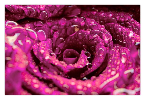 Tabloul cu floarea trandafirului roz (90x60 cm)
