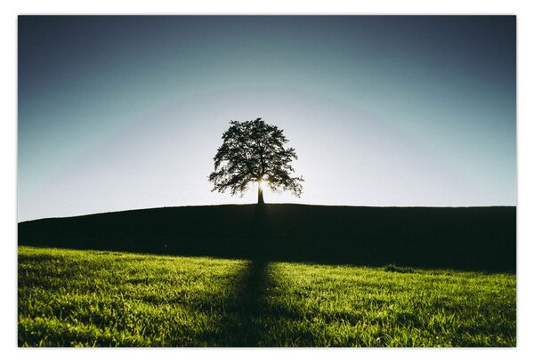Tablou cu natura - copac (90x60 cm)