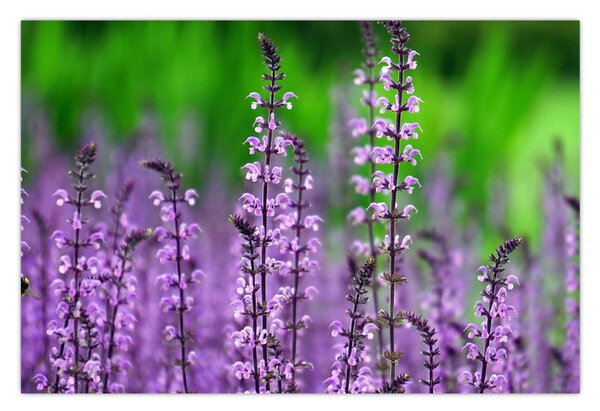 Tablou cu flori de luncă violete (90x60 cm)
