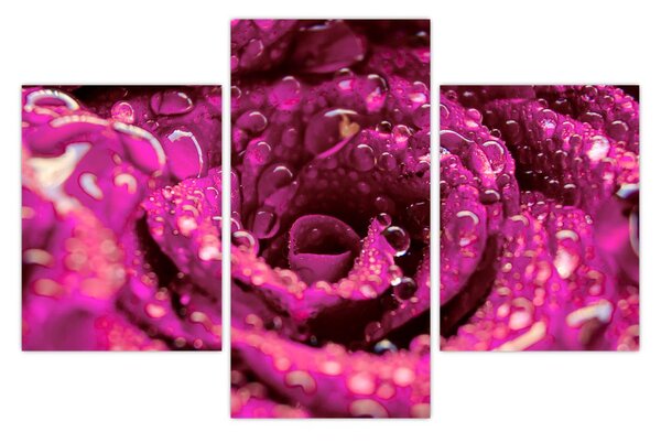 Tabloul cu floarea trandafirului roz (90x60 cm)