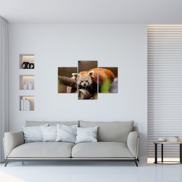 Tablou cu panda roșie (90x60 cm)