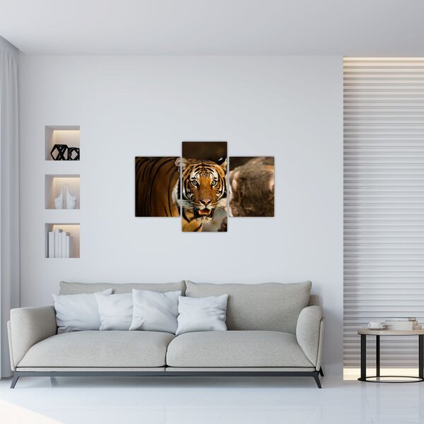 Tablou cu tigrul (90x60 cm)