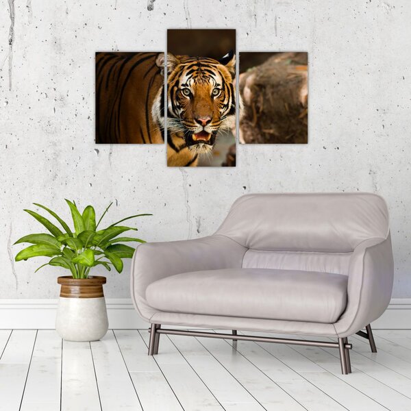 Tablou cu tigrul (90x60 cm)