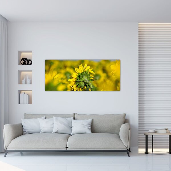 Tablou cu floarea soarelui (120x50 cm)