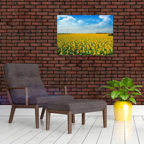 Tablou - câmp cu floarea soarelui (70x50 cm)