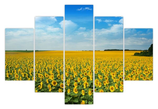 Tablou - câmp cu floarea soarelui (150x105 cm)