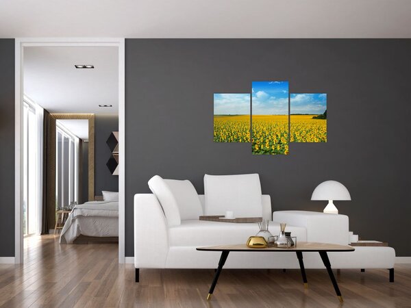 Tablou - câmp cu floarea soarelui (90x60 cm)