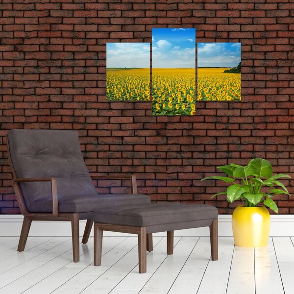 Tablou - câmp cu floarea soarelui (90x60 cm)